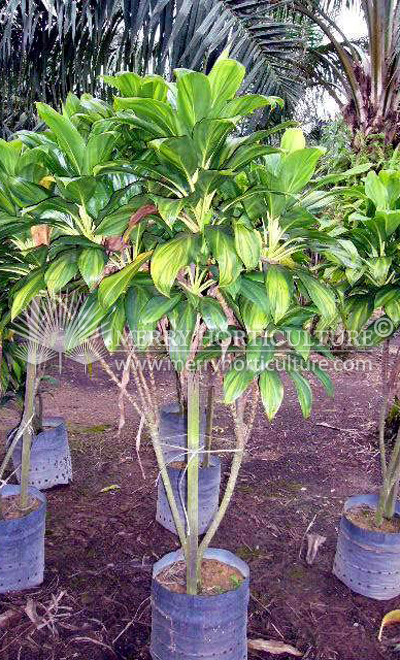 Cordyline terminalis 'Green'